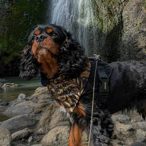 Outdoor Pet Gear: Golden Meadow Dog Bandana – Clip-On Pet Bandana