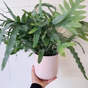 Products: Indoor Plant
