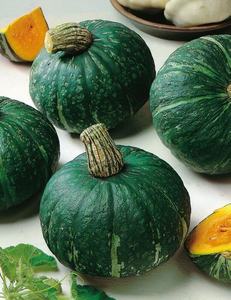 PUMPKIN BUTTERCUP - Yardlands