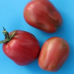 MARILYN'S ITALIANO TOMATO - Yardlands