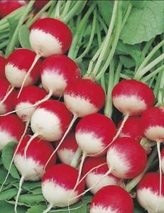 RADISH SPARKLER - Yardlands