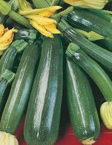 ZUCCHINI GREENSKIN - Yardlands