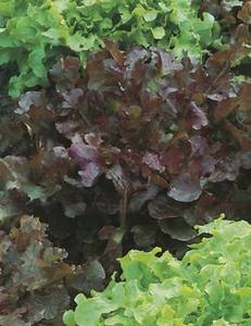 Products: LETTUCE RED & GREEN SALAD BOWL - Yardlands
