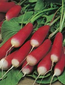 Products: RADISH FRENCH BREAKFAST - Yardlands