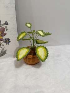 Coleus Pot