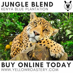 Kenya Blue Plantation - The Yellow Roastery