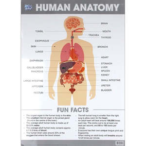 Educational Poster - Human  Anatomy