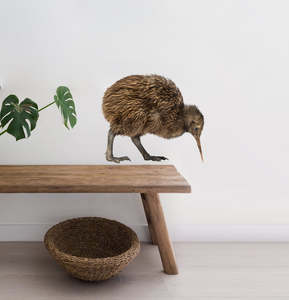 Kiwi Wall Decal