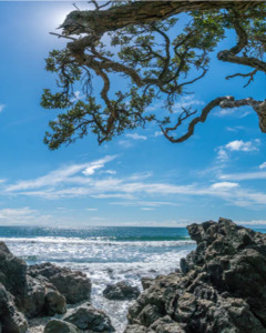 All: Pohutukawa Beach Mural