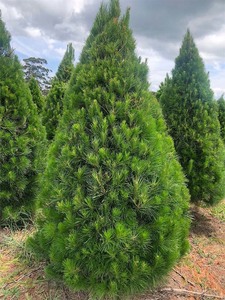 Pre Order Specials: Residential Delivered Xmas Trees