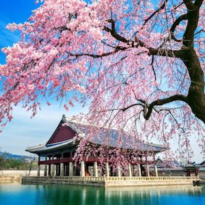 Japanese Cherry Blossom Fragrance Oil » Zen Aroma