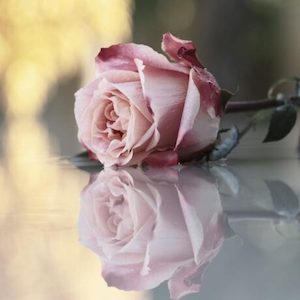 Bulgarian Rose Fragrance Oil » Zen Aroma