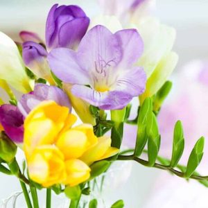 Freesia Fragrance Oil » Zen Aroma