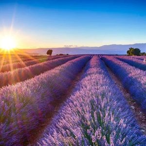 French Lavender Fragrance Oil » Zen Aroma
