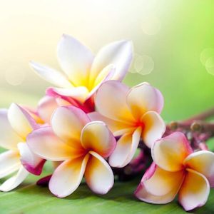 Products: Wild Frangipani Fragrance Oil » Zen Aroma