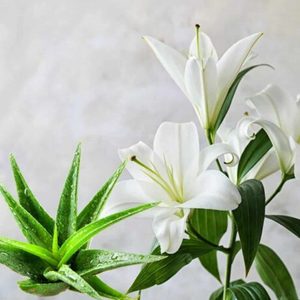 Products: Aloe & White Lily Fragrance Oil » Zen Aroma