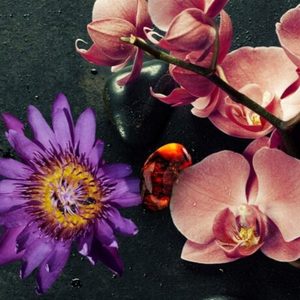 Euphoria (type) Fragrance Oil » Zen Aroma