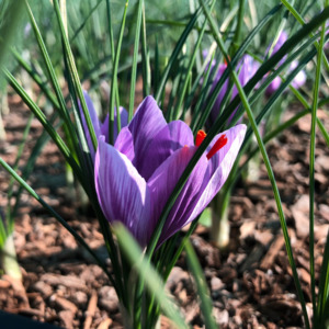 Rare Plants Trees: Saffron Corms 10 Pack