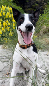 Products: The Billy Zoomies